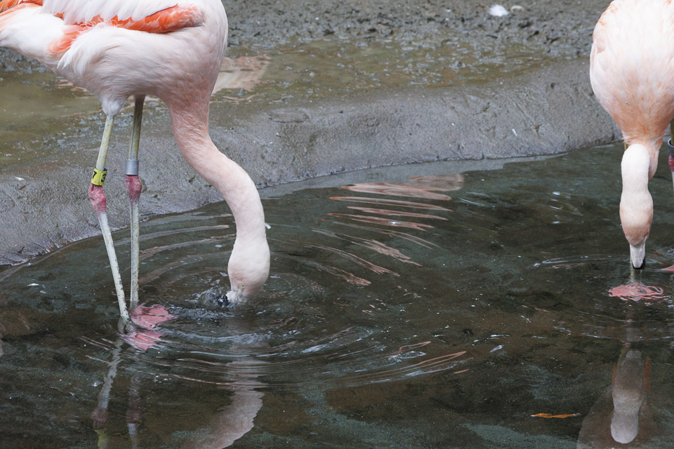 Woodland Park Zoo — photo 30
